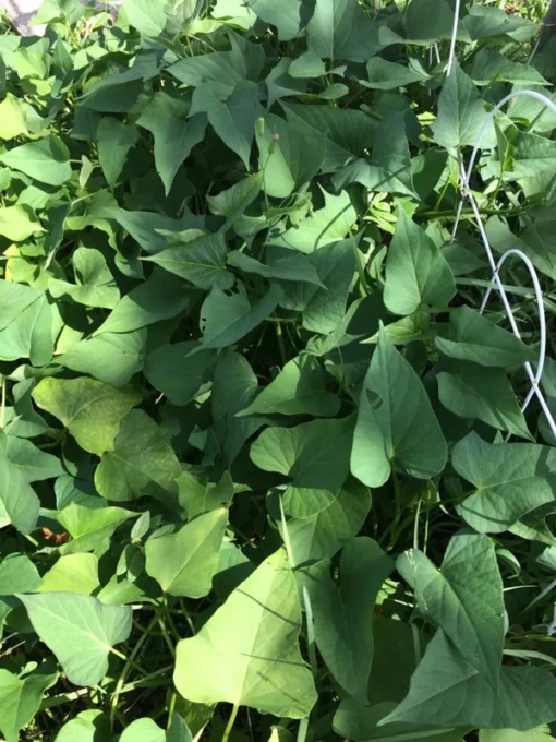 10 Okinawa Purple Sweet Potato Slips -Cuttings - organically grown - Khoai Lang