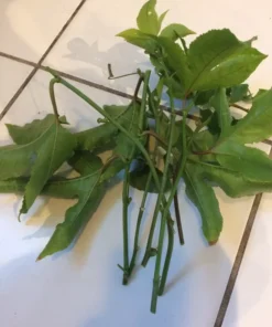 10 Passion Fruit Cuttings 8”-10” long fresh cuttings cut same day ship