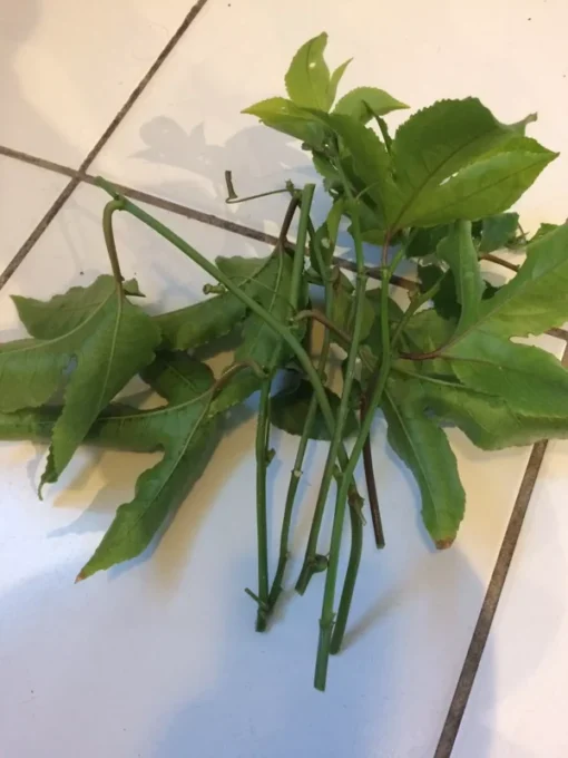 10 Passion Fruit Cuttings 8”-10” long fresh cuttings cut same day ship