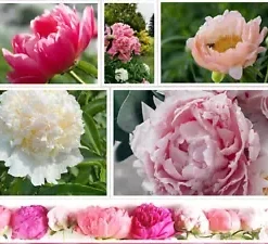 10 Peony Seeds Mix (Paeonia suffruticosa) Tree Bush Flower