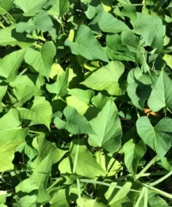 10 Purple Sweet Potato Slips - Cuttings - Okinawa - organically grown