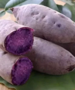 10 Purple Sweet potato Slips - Cuttings Sweet Potato Plants / Khoai Lang Tím