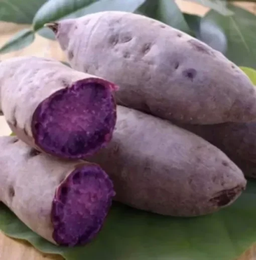 10 Purple Sweet potato Slips - Cuttings Sweet Potato Plants / Khoai Lang Tím