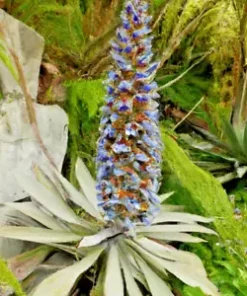 10 Puya alpestris Planting Seed, Sapphire Tower - Rare and Exotic Tropical Plant