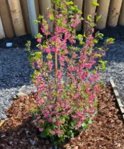 10 Red Flowering Currant Shrub Seeds (Ribes sanguineum) Ornamental Hedge Bush