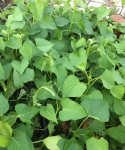 10 White Sweet potato Slips / Cuttings / Asian White Sweet Potato Plants / Khoai