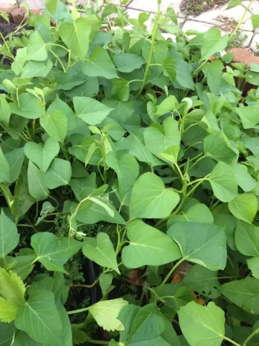 10 White Sweet potato Slips / Cuttings / Asian White Sweet Potato Plants / Khoai