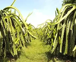 10+ Yellow Dragonfruit Seeds: Pitaya Dragon Fruit Tree Cactus Hylocereus