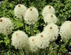 100+ Beargrass Seeds WHITE TORCH LILY (Xerophyllum tenax) Tall Flower