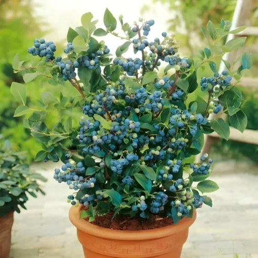 100+ Blueberry Seeds - Dwarf Top Hat | Low Bush Variety - Sweet Edible Fruits