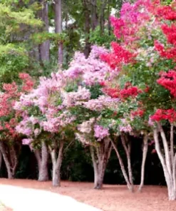 100+ Crepe Myrtle Flower Tree Seeds - 6 Bright Colors (Lagerstroemia)