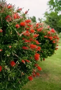 100+ Crimson Bottle Brush Red Flowering Tree Seeds (Callistemon citrinus)