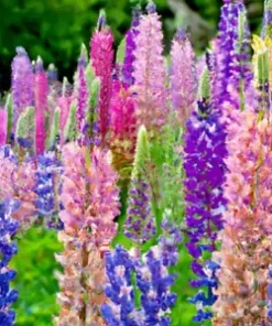 100+ Dwarf Lupine Seeds (Lupinus hartwegii) Pixie Delight Mix, Annual Flowers