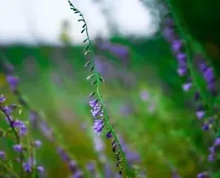 100+ MEDICINAL SKULLCAP HERB SEEDS (Scutellaria lateriflora) Mad Dog,