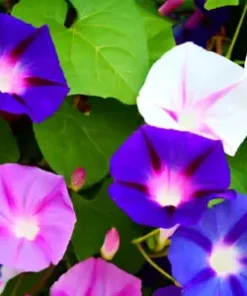 100+ Morning Glory Vine Seed Mixed Colors - Heirloom, Non-GMO, Ipomea Flower Mix