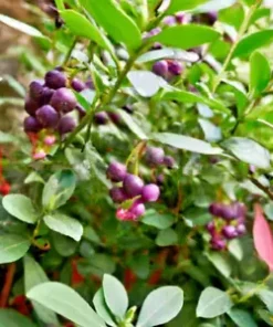 100+ Salal Berry Seeds (Gaultheria shallon) Edible Fruits, Evergreen Shrub Bush