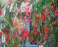 100+ Weeping Bottle Brush Seeds (C. viminalis) | FAST GROWING RED FLOWER TREE