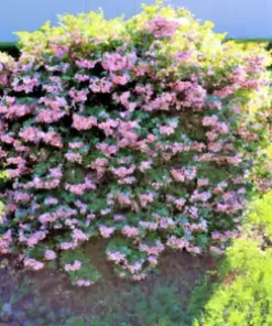 100+ Weigela Florida Bush Seeds | Old-Fashioned Pink & White Flower Shrub