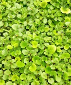 1000+ Dichondra Repens Seeds - Perennial Creeping Ground Cover, Evergreen Lawn