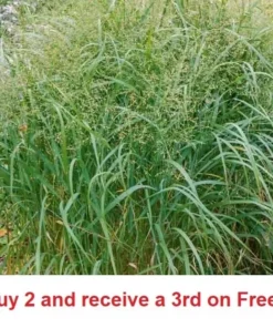 1000+ Switch Grass Seeds Native Prairie Tall Grass Clumping Ornamental Perennial - Grass Seeds For Lawn