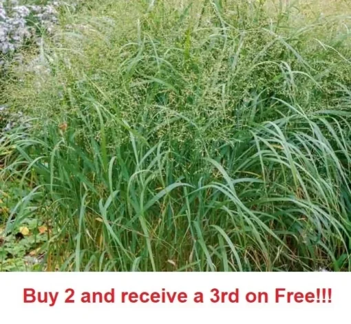 1000+ Switch Grass Seeds Native Prairie Tall Grass Clumping Ornamental Perennial - Grass Seeds For Lawn