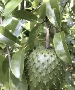 12”-16” Annona Muricata Graviola Soursop Guanabana 12”-16” fruit tree