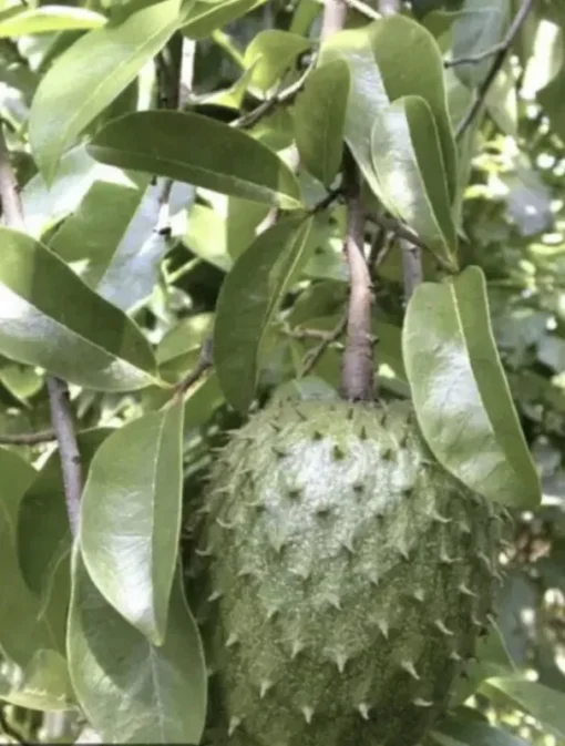 12”-16” Annona Muricata Graviola Soursop Guanabana 12”-16” fruit tree