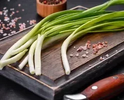 1,200+ GREEN ONION SEEDS: Tokyo Long White Bunching, Scallion BULK Seeds