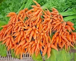 1250+ BULK CARROT SEED | Microgreen Vegetable Seeds for Sprouting or Planting