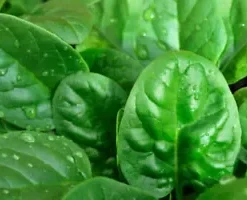 1250+ Bloomsdale Spinach Seeds | 1/2 OZ BULK - Microgreen Sprouting or Garden