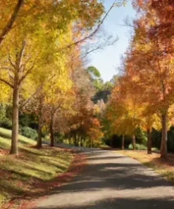 15 American Sweet Gum Tree Seeds (Liquidambar styraciflua)