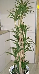 15 Easy Indoor Houseplant Seeds, Palm Lily, Potted Plant (Cordyline stricta)