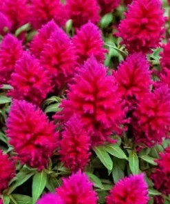 150+ Celosia Seeds Magenta Fire Cockscomb Flowers