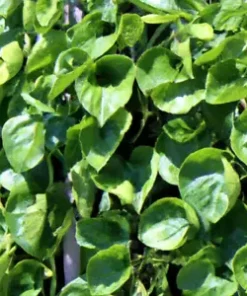 150 Malabar Spinach Seeds - Giant Roundleaf Variety, Edible Vine VEGE