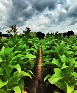 1500 Louisiana Perique Tobacco Seeds (Nicotiana Tabacum) RARE Dark