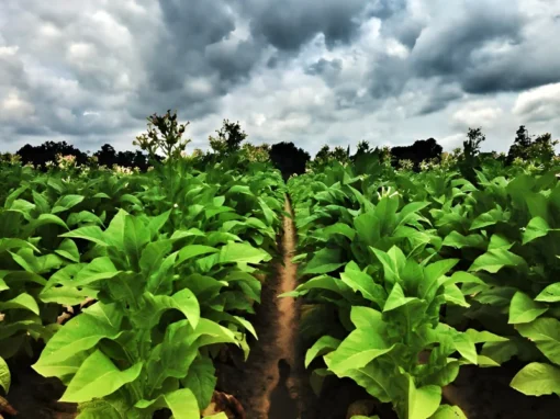 1500 Louisiana Perique Tobacco Seeds (Nicotiana Tabacum) RARE Dark