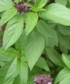 2 Thai Sweet Basil Plants In A Cup / Siam Queen Oriental Basil Non Gmo Organic