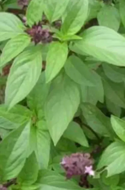 2 Thai Sweet Basil Plants In A Cup / Siam Queen Oriental Basil Non Gmo Organic