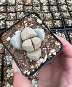 2 inch Lapidaria Margaretae Karoo Rose Succulent Plant