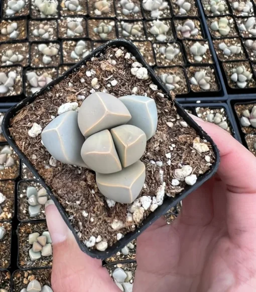 2 inch Lapidaria Margaretae Karoo Rose Succulent Plant