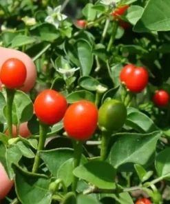 2 live Chiltepin Pepper Plants, 6 to 8 inches tall 4in pot