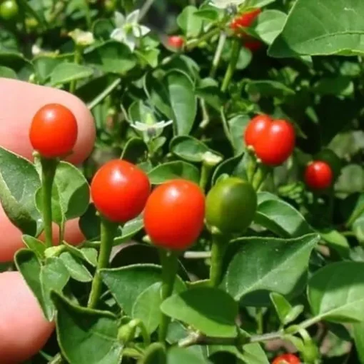 2 live Chiltepin Pepper Plants, 6 to 8 inches tall 4in pot