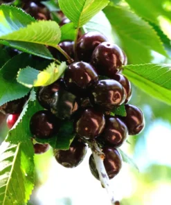 20 BLACK CHERRY SEEDS | SWEET EDIBLE FRUIT | USA Native Tree (Prunus serotina)