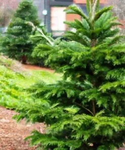 20 Chinese Douglas Fir, Christmas Tree Seeds (Pseudotsuga sinensis)