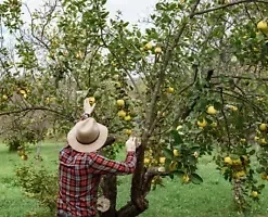 20 Common Quince (Cydonia oblonga) Fruit Tree Seeds, Sweet Edible Fruits