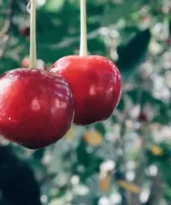 20 Evans Cherry Tree Seeds (Prunus cerasus 'Evans') | Tasty, Edible, Tart Fruits