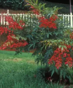 20+ Heavenly Bamboo (Nandina domestica) Seeds | Ornamental & Medicinal Shrub