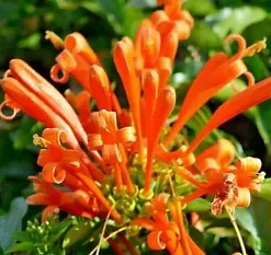 20 Honeysuckle Vine Seeds (L. ciliosa) Orange Flowers,