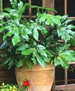 20 Japanese Aralia (Fatsia japonica) Seeds | Indoor Potted or Border Plant