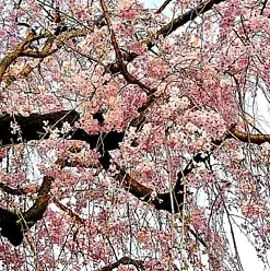 20 Japanese Cherry Blossom Tree Seeds, P. serrulata Pink Flowering Sakura Bonsai